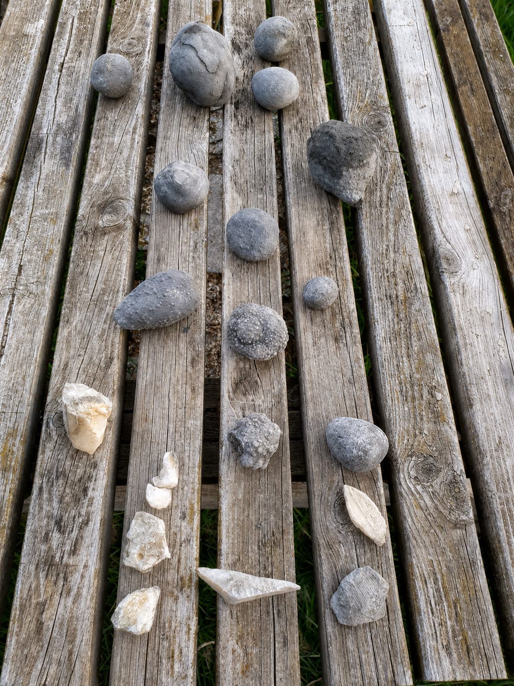 Rund zwei Dutzend Fundstücke, nach Art sortiert auf einem verwitterten Holzsteg ausgelegt: oben graue, runde bis eiförmige Knollen mit rauer Oberfläche, unten helle, kantig gebrochene Kalkstücke